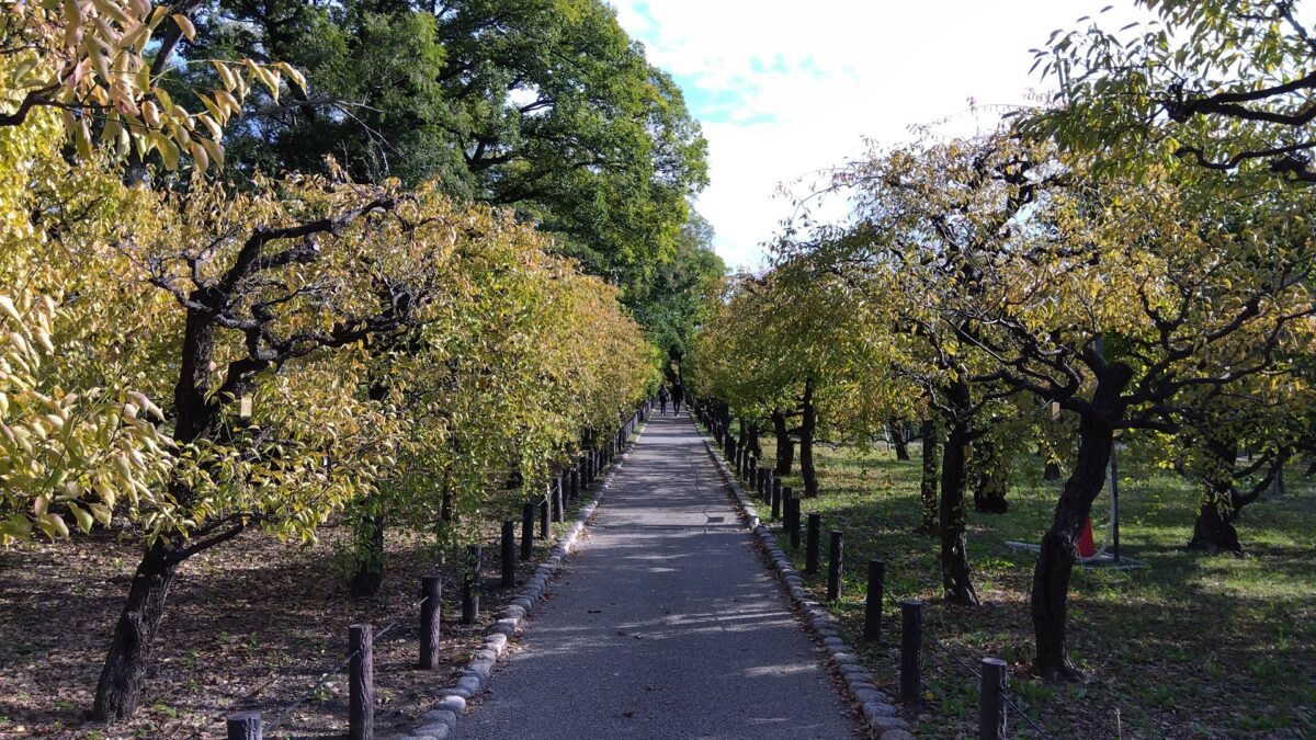 11月初旬の梅林