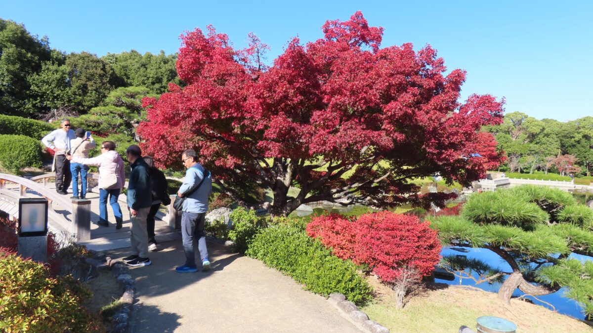 映波橋と印月橋の間の紅葉(2025年11月29日時点)