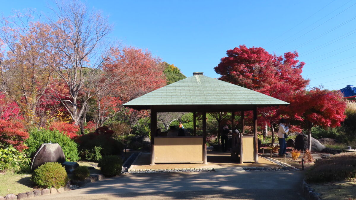 青苔亭付近の紅葉(2025年11月29日時点)