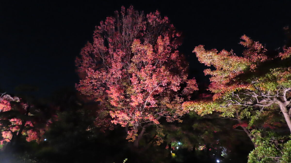 緑の葉が目立つ紅葉