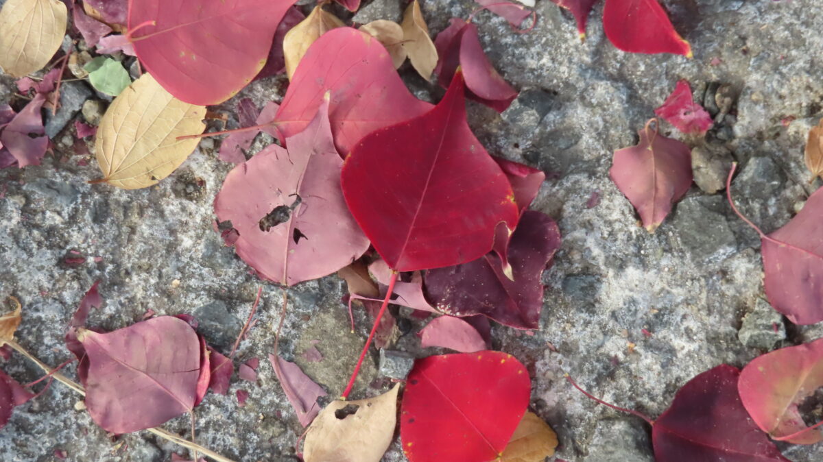 ナンキンハゼのスペード型の葉