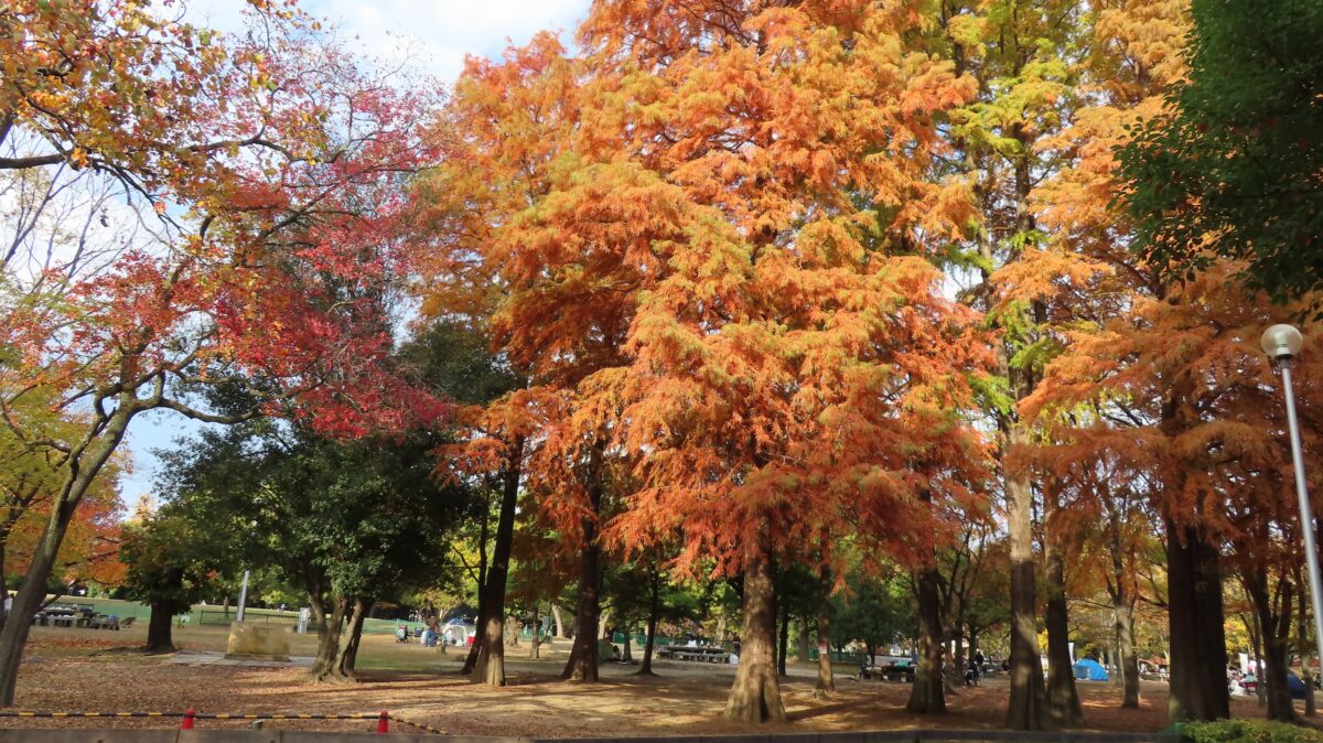 オレンジに染まるメタセコイア
