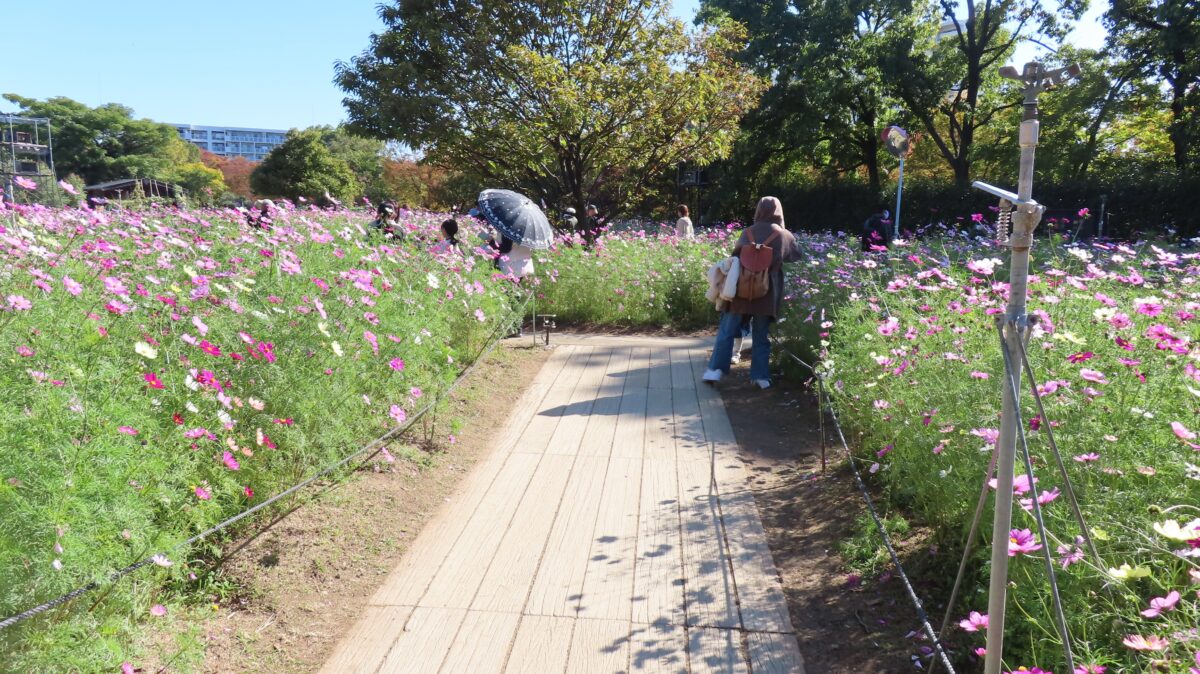 コスモス畑の小道