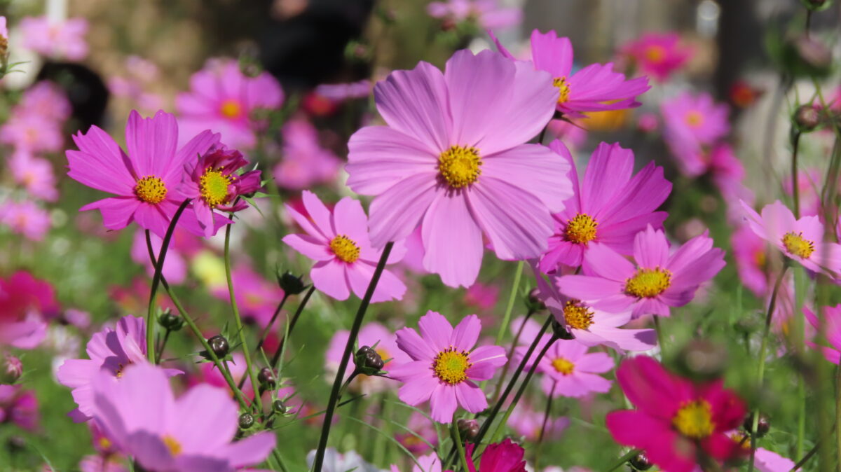 咲き乱れるコスモス