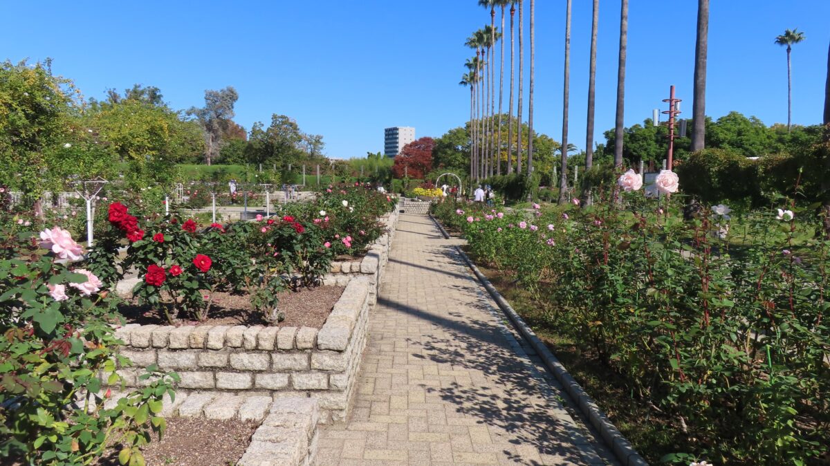 長居植物園のバラ園
