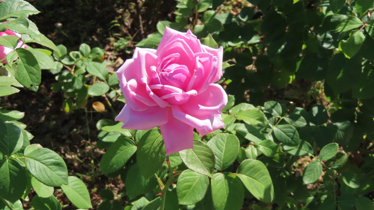 ピンク色のバラ