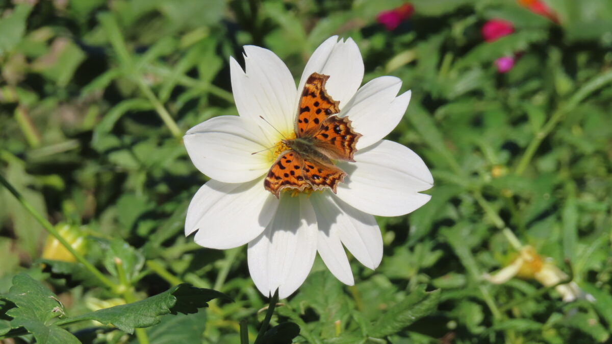 白のダリアにとまる蝶