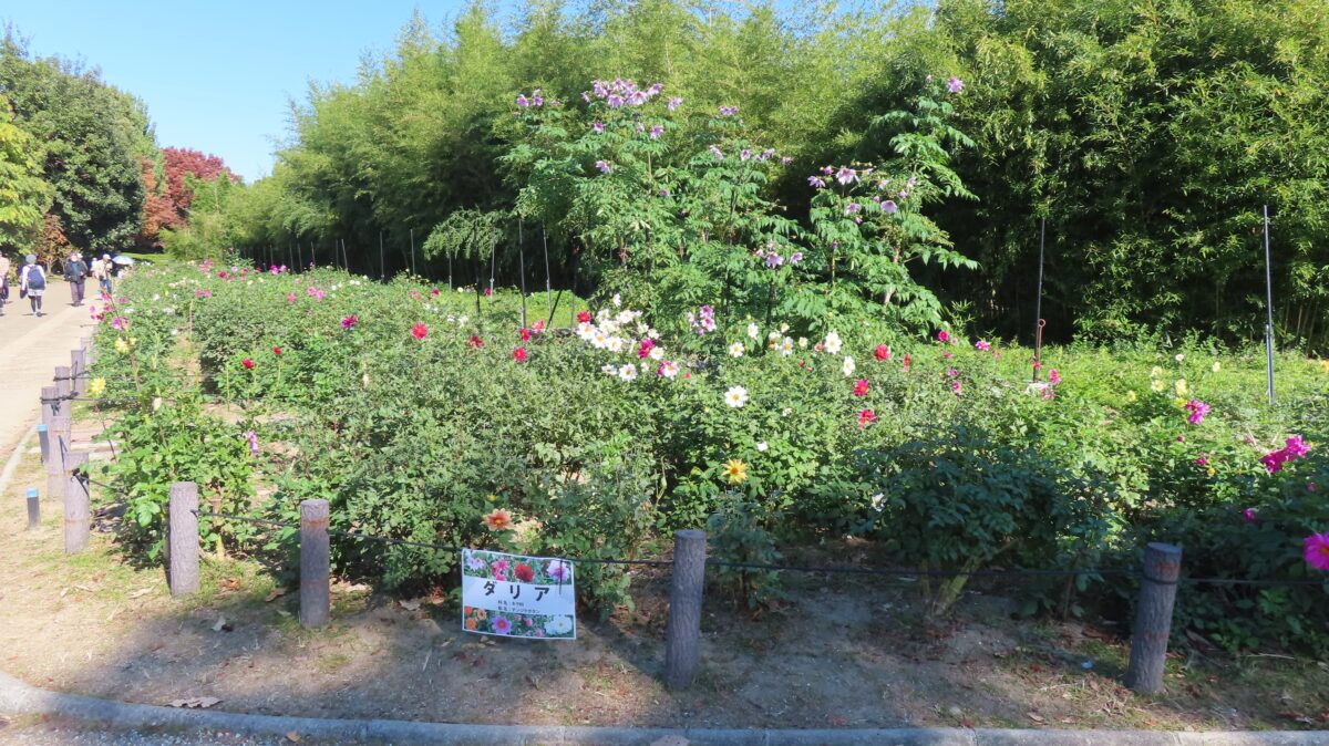 長居植物園のダリア花壇