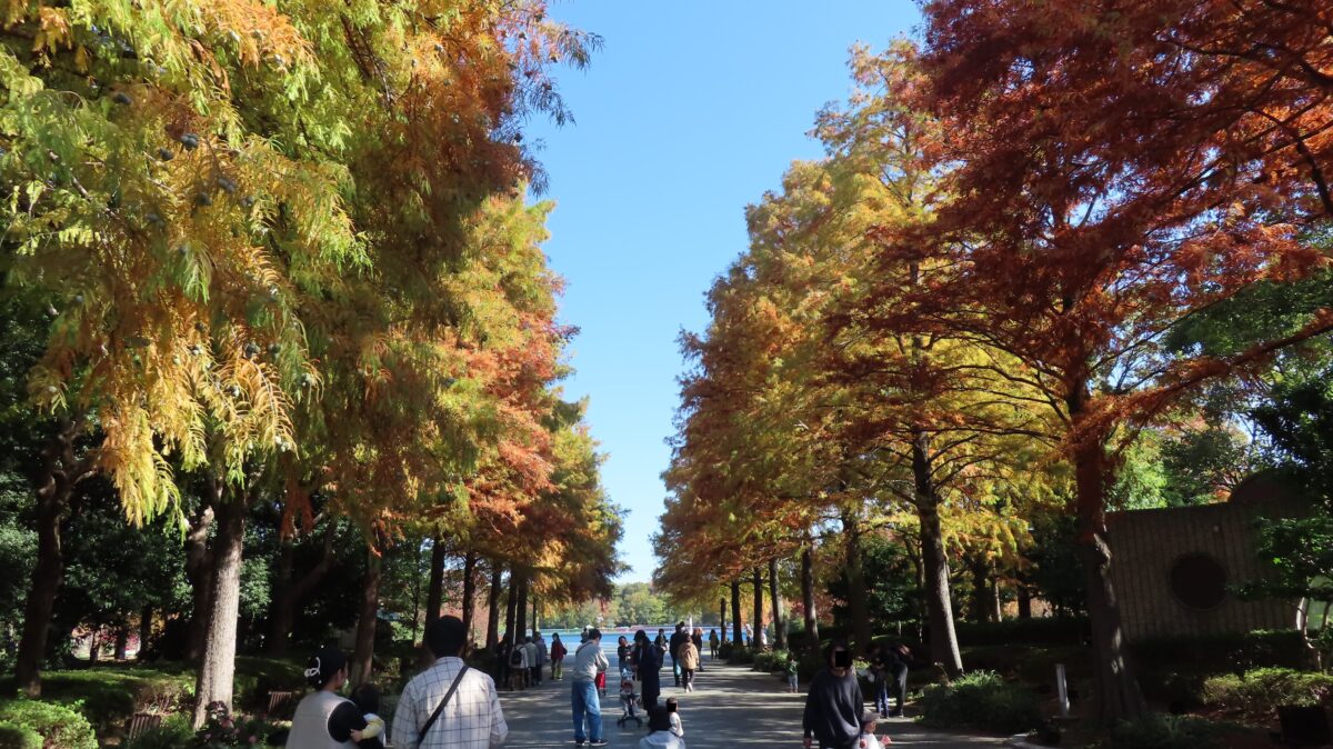 長居植物園のラクウショウ並木
