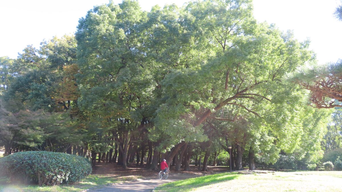 「郷土の森」の大きな木々
