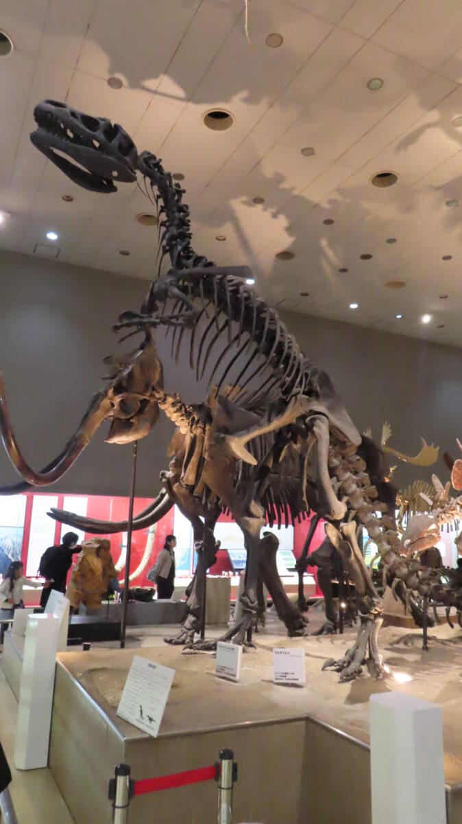 アロサウルスの骨格標本