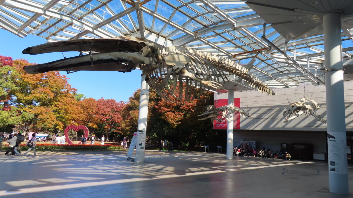 空を泳ぐように展示された3体のクジラ骨格標本