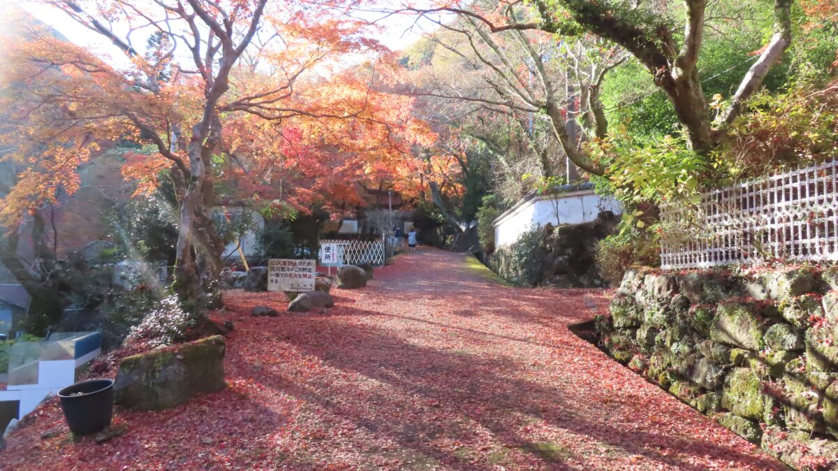 牛滝山 大威徳寺の紅葉の絨毯