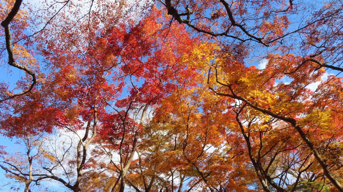 ▲空を覆う紅葉
