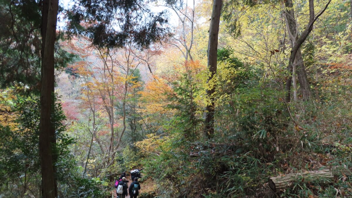 ハイキングコースの背の高い木々