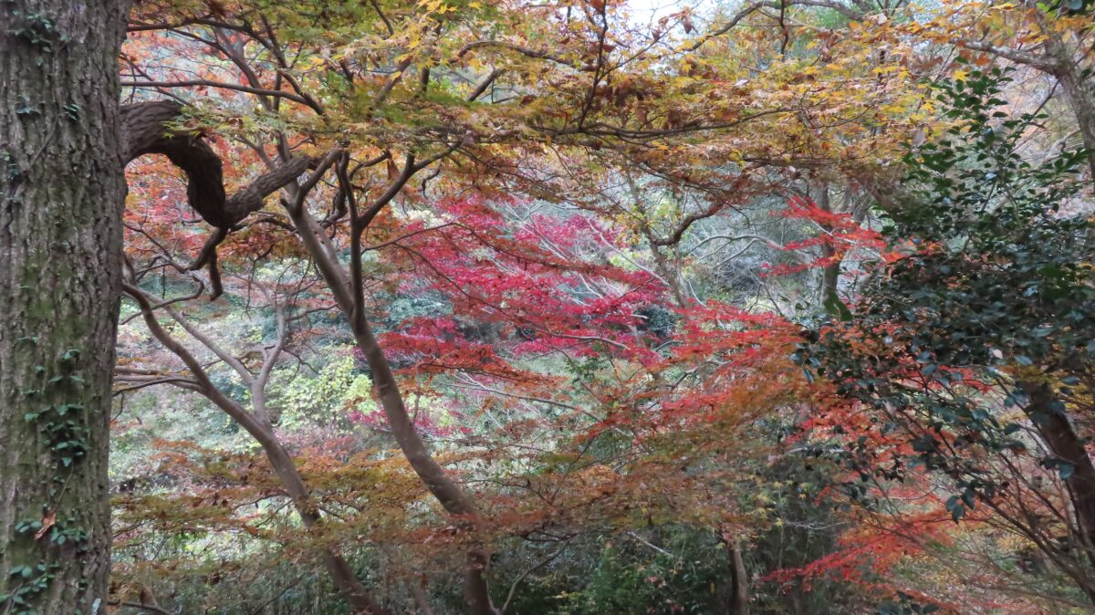 水彩画の様な紅葉