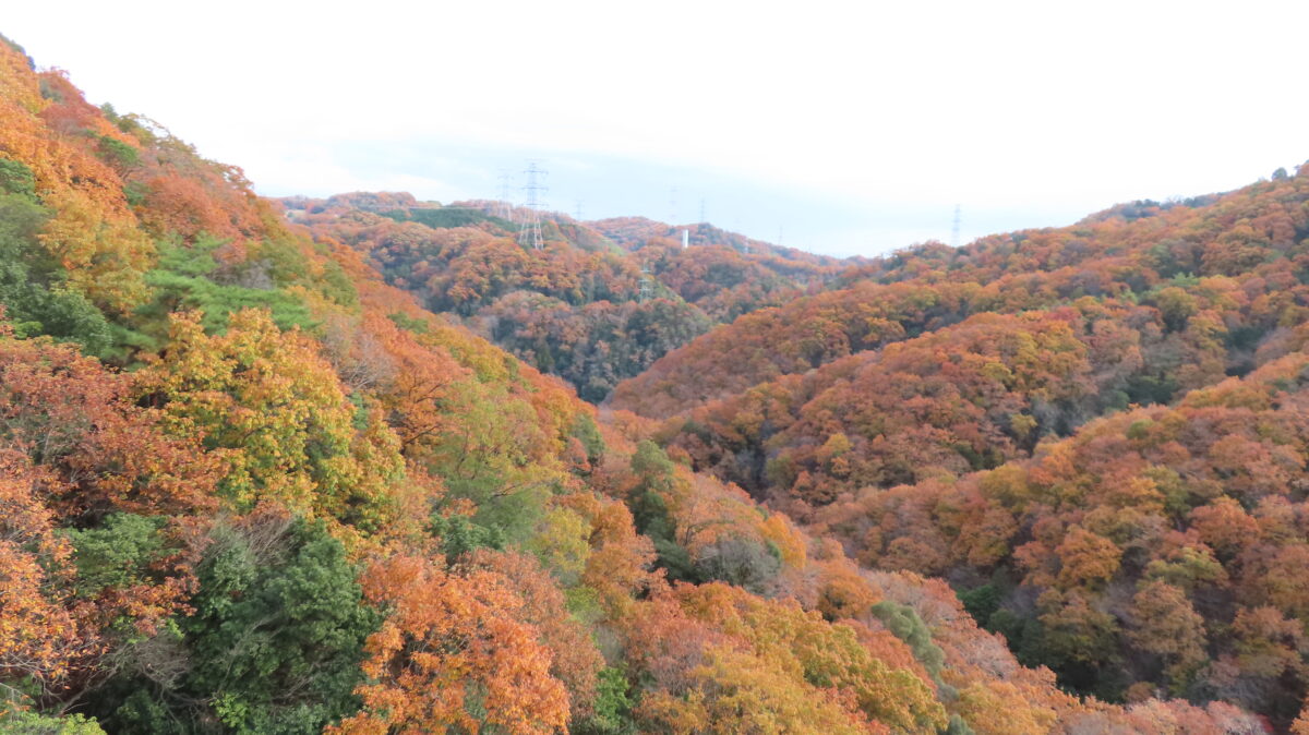 橋の上から横を眺めた景色
