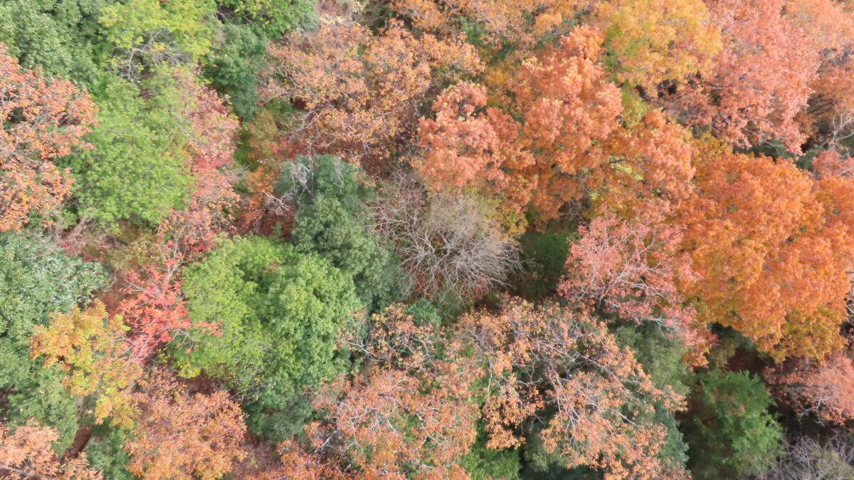 色鮮やかな紅葉の絨毯