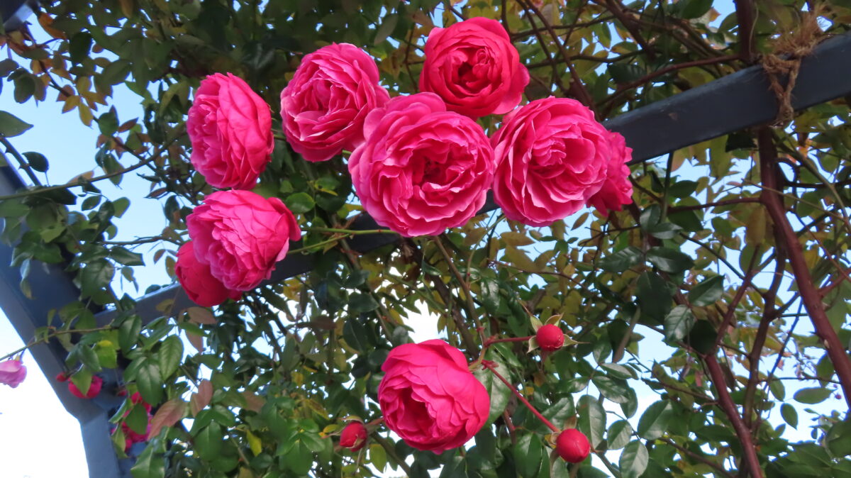 １月２日時点でも綺麗に咲いているバラがありました